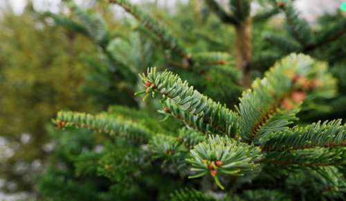 Права на размещение двух елочных базаров в Ясеневе выставлены на торги