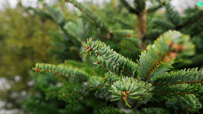 Права на размещение двух елочных базаров в Ясеневе выставлены на торги