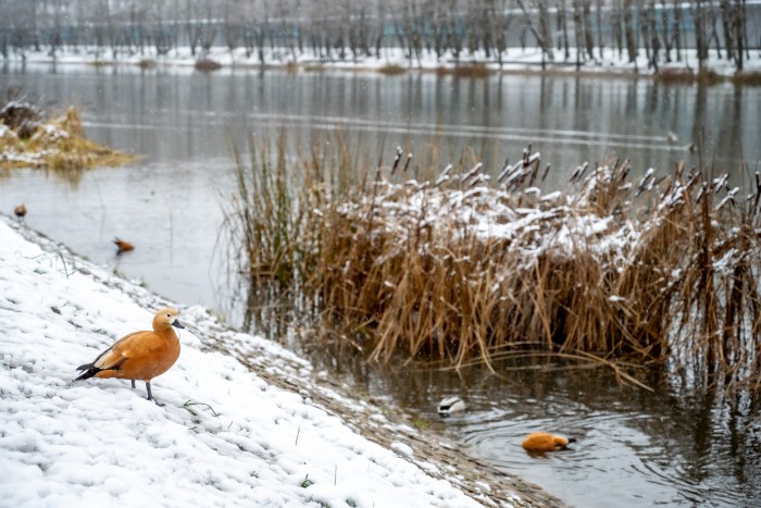 От потепления до ледяных дождей: синоптики рассказали о погоде в Москве с 17 по 23 ноября