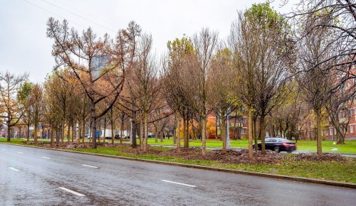 На проспекте 60-летия Октября идет высадка деревьев