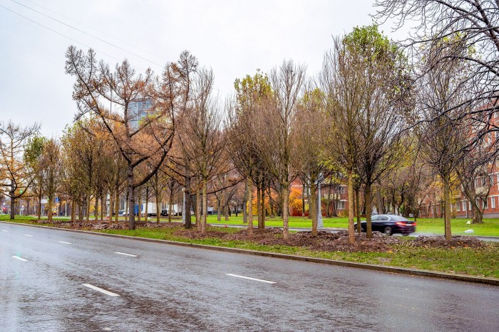 На проспекте 60-летия Октября идет высадка деревьев