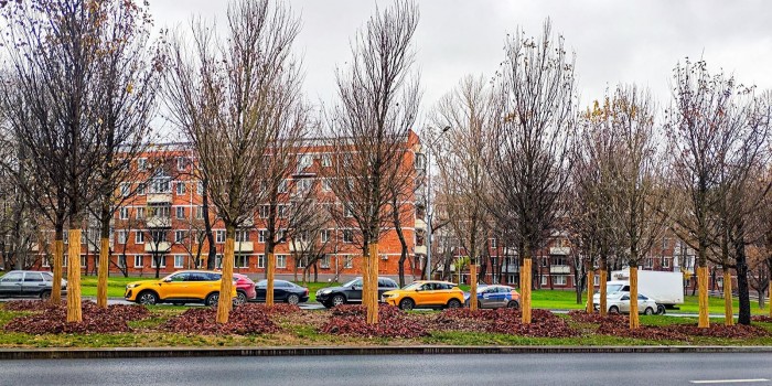 Профсоюзную улицу и проспект 60-летия Октября украсят новыми деревьями