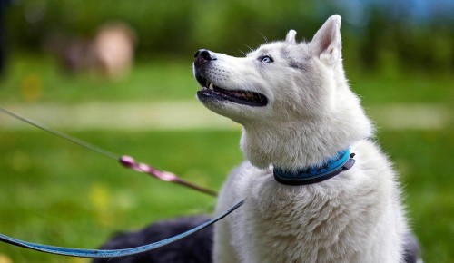 Управа Ясенева опубликовала график вакцинации домашних животных от бешенства в 2026 году