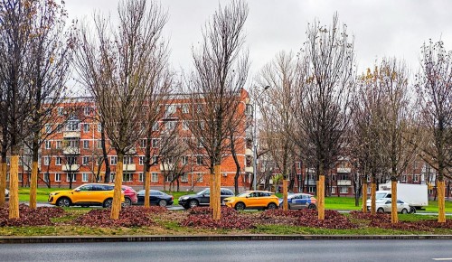 Профсоюзную улицу в Черемушках озеленяют для защиты от шума и пыли