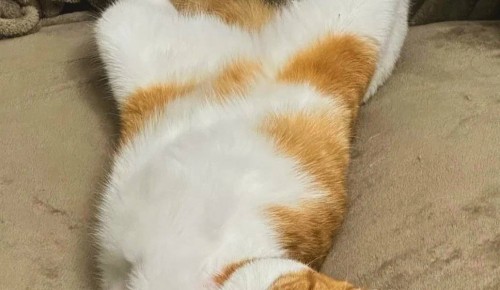 Специалисты напоминают про опасность для животных, ищущих ночлег под капотом