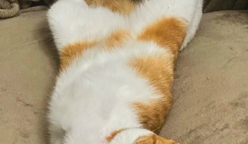 Специалисты напоминают про опасность для животных, ищущих ночлег под капотом