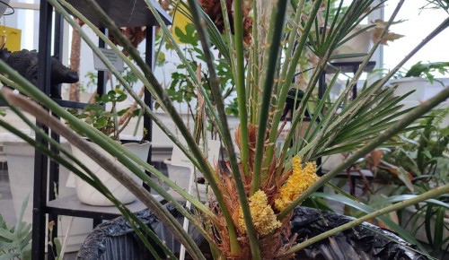 Редкое цветение пальмы можно наблюдать в оранжерее Дарвиновского музея