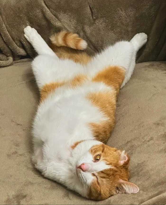 Специалисты напоминают про опасность для животных, ищущих ночлег под капотом