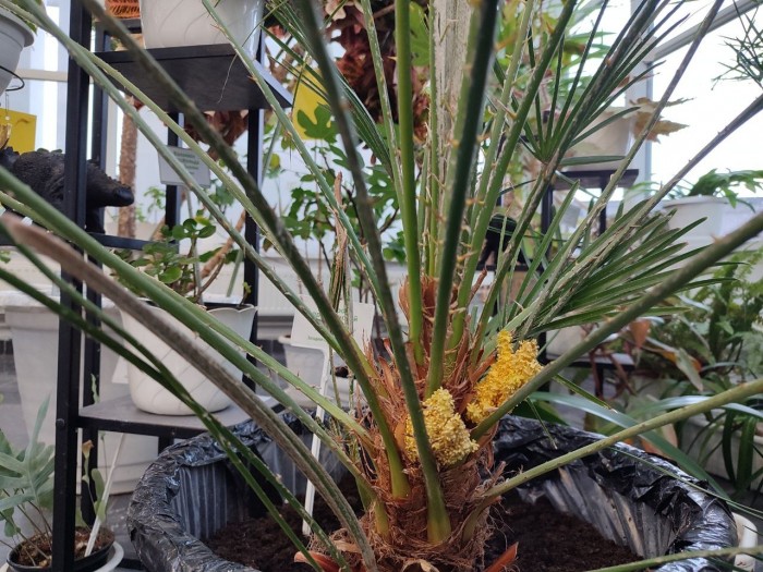 Редкое цветение пальмы можно наблюдать в оранжерее Дарвиновского музея