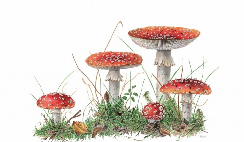 В галерее «Нагорная» открылась выставка ботанического искусства «Флора и фауна России»