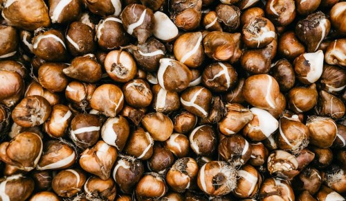 В ЮЗАО завершили осеннюю высадку более 800 тысяч тюльпанов