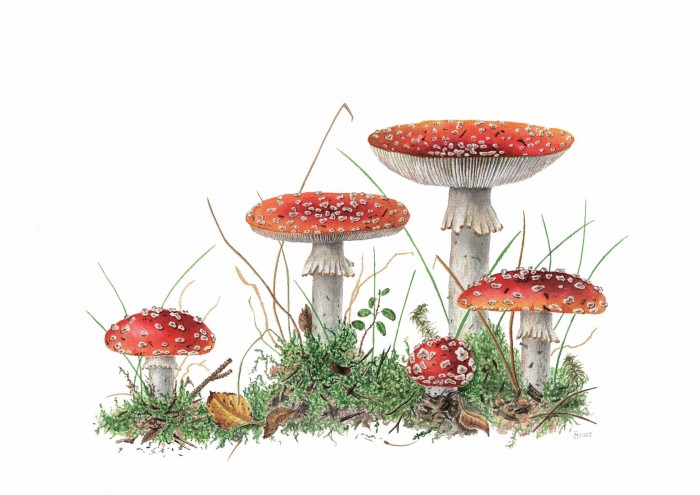 В галерее «Нагорная» открылась выставка ботанического искусства «Флора и фауна России»