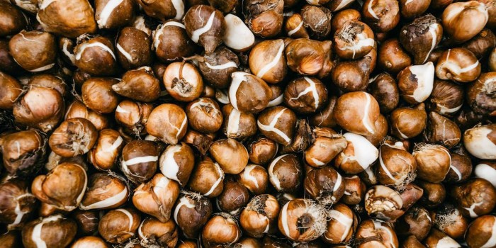 В ЮЗАО завершили осеннюю высадку более 800 тысяч тюльпанов