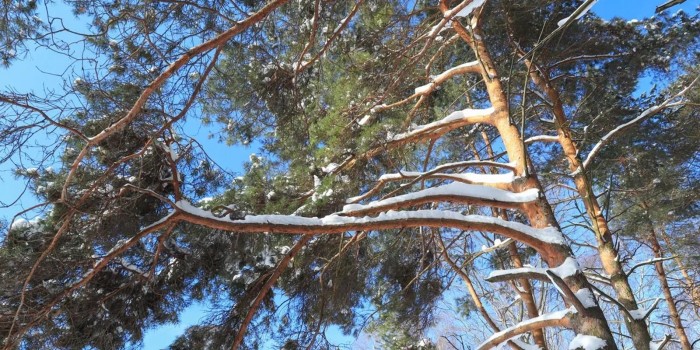 В усадьбе «Воронцово» 6 декабря состоится открытие зимнего сезона