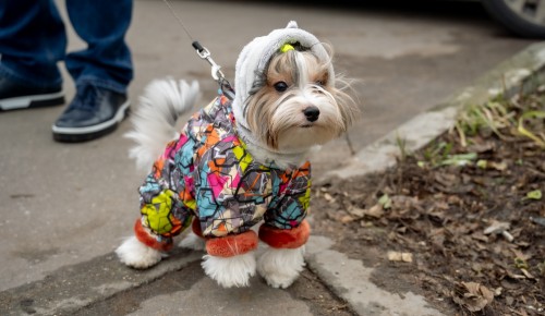 Сначала слякоть, потом гололедица: подробный прогноз погоды в столице на 8–14 декабря