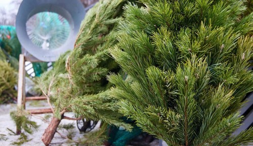 В Южном Бутове открылись круглосуточные елочные базары