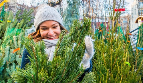 В Ясеневе открылись три елочных базара