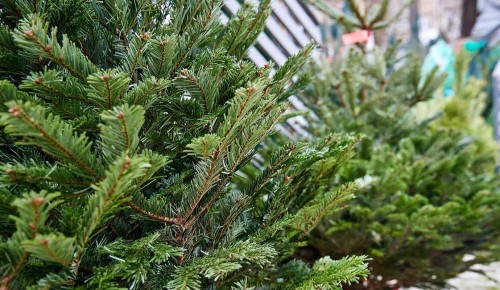 Четыре елочных базара открылись в районе Зюзино