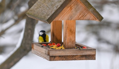 Экоцентр «Битцевский лес» принимает участие в акции «Накорми птиц»