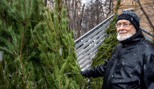 Выбираем идеальную елку. 33 хвойных базара открылось в ЮЗАО