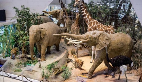 Дарвиновский музей вошёл в топ самых популярных мест Москвы по версии Russpass