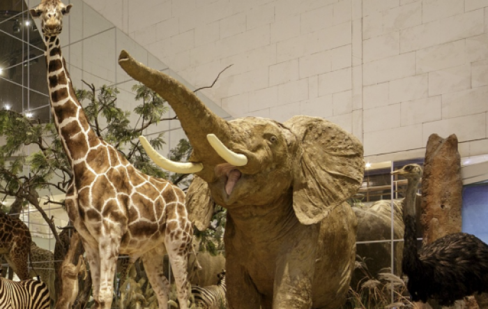 Дарвиновский музей в рамках акции «Московская музейная неделя» сделает свободный вход 21 декабря