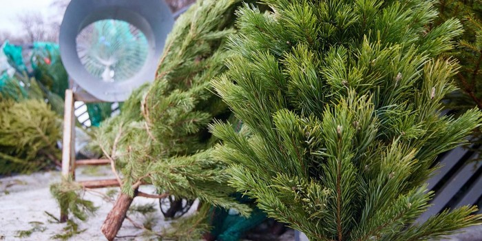 Специальные елочные базары заработали в Обручевском районе