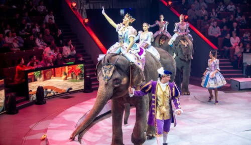 Слоны, гномы и «мотор, начали!»: братья Запашные представили новогоднее шоу с животными