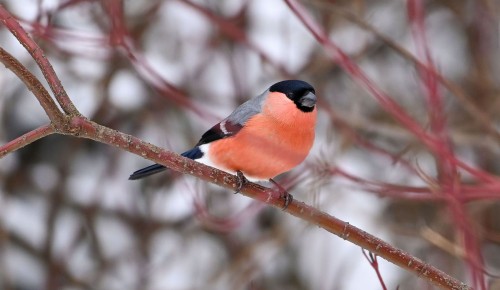 В экоцентре «Воробьевы горы» 9 января пройдет урок о снегирях