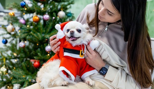 Бутовская ветклиника присоединилась к новогодней акции «Ёлка для питомца»