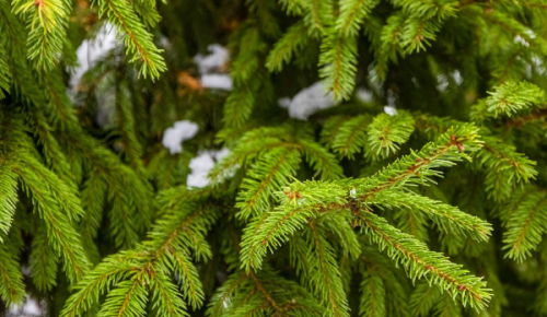 На улице Знаменские садки работает елочный базар