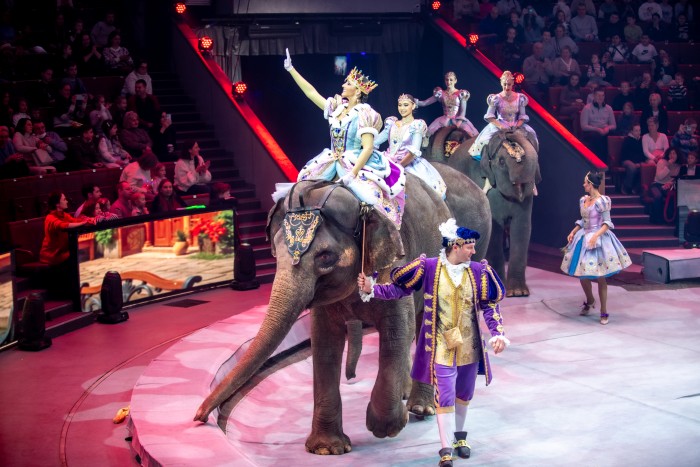 Слоны, гномы и «мотор, начали!»: братья Запашные представили новогоднее шоу с животными