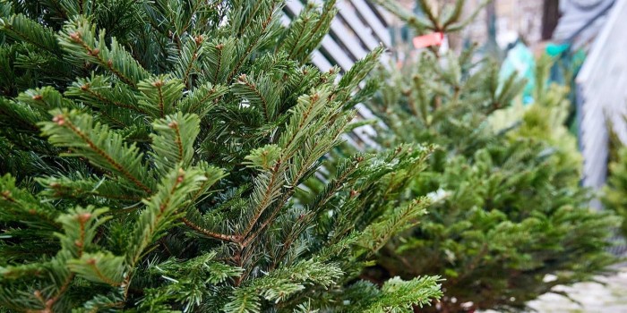 Пункт приема акции «Ёлочный круговорот» откроется 2 января на ул. Бутлерова