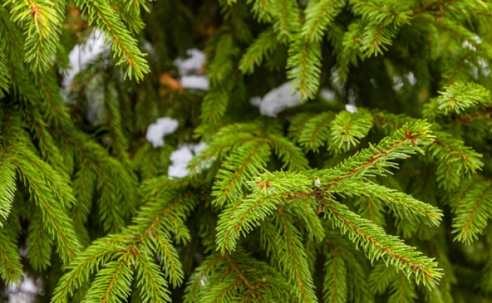 На улице Знаменские садки работает елочный базар