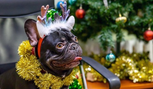 В Бутовской ветклинике проходит новогодняя акция «Ёлка для питомца»