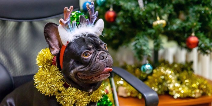 В Бутовской ветклинике проходит новогодняя акция «Ёлка для питомца»