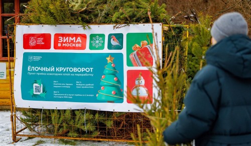 Не на свалку, а в дело: как ваша елка поможет пандам и паркам в ЮЗАО