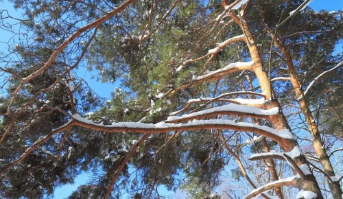 Тематический квест, посвященный Крещению, проведут в экоцентре «Битцевский лес»