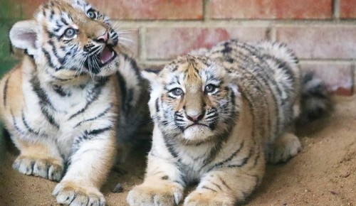 Собянин: Около 600 детенышей появились на свет в Московском зоопарке в 2025 году