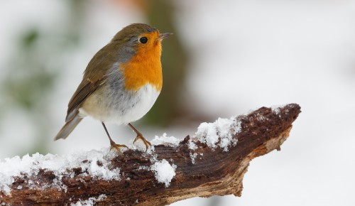 Экологи из «Лосиного острова» рассказали ученикам школы №45 о помощи зимующим птицам