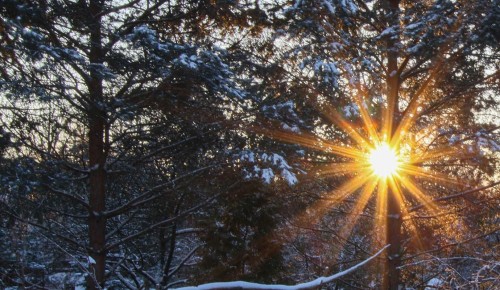 Москвичей приглашают на оздоровительную прогулку по Битцевскому лесу