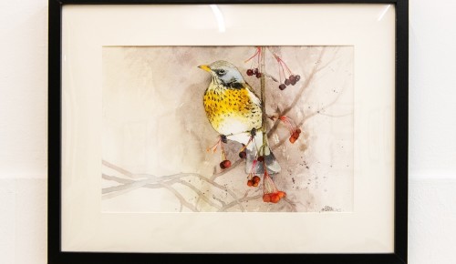 В выставочном зале «Варги» открылась экспозиция акварелей, посвящённая птицам