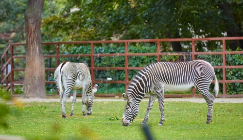 В экоцентрах ЮЗАО отметят Международный день зебры