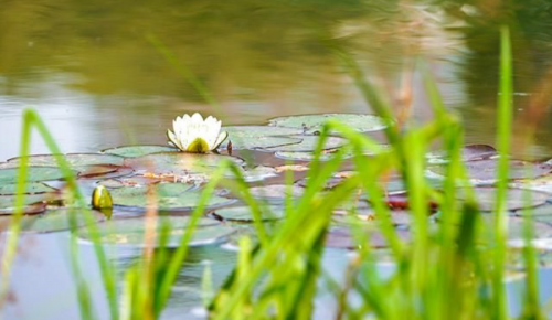 В этом году будет проведена реабилитация старицы у Малого Качаловского пруда