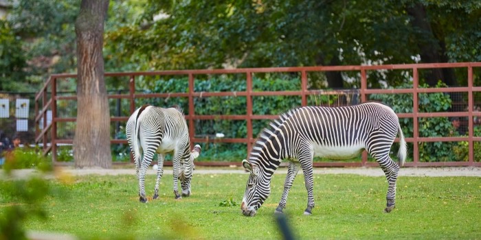 В экоцентрах ЮЗАО отметят Международный день зебры