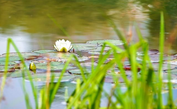 В этом году будет проведена реабилитация старицы у Малого Качаловского пруда