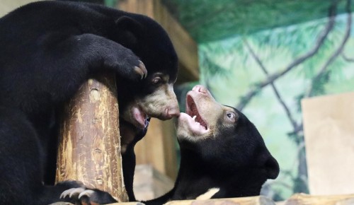 Более 310 животных переехали в Московский зоопарк в 2025 году — Собянин