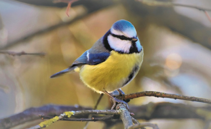 В Северном Бутове 7 февраля стартует эколого-просветительский QR-квест «Дари тепло»