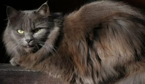 12 февраля на Профсоюзной улице будет работать пункт бесплатной вакцинации животных от бешенства