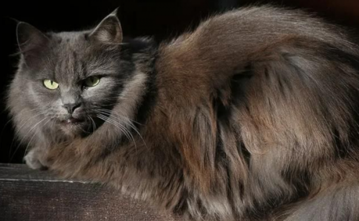 12 февраля на Профсоюзной улице будет работать пункт бесплатной вакцинации животных от бешенства